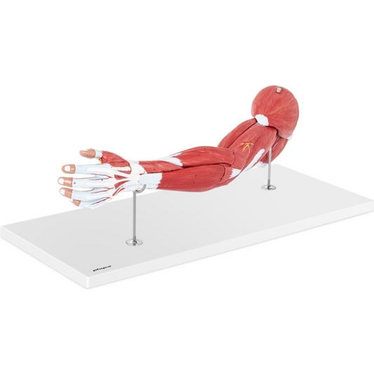 3D анатомічна модель руки в масштабі 1:1